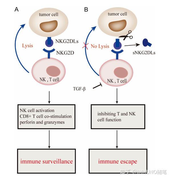 NKG2D-NKG2DL信号轴，肿瘤免疫治疗热门靶点 - 知乎