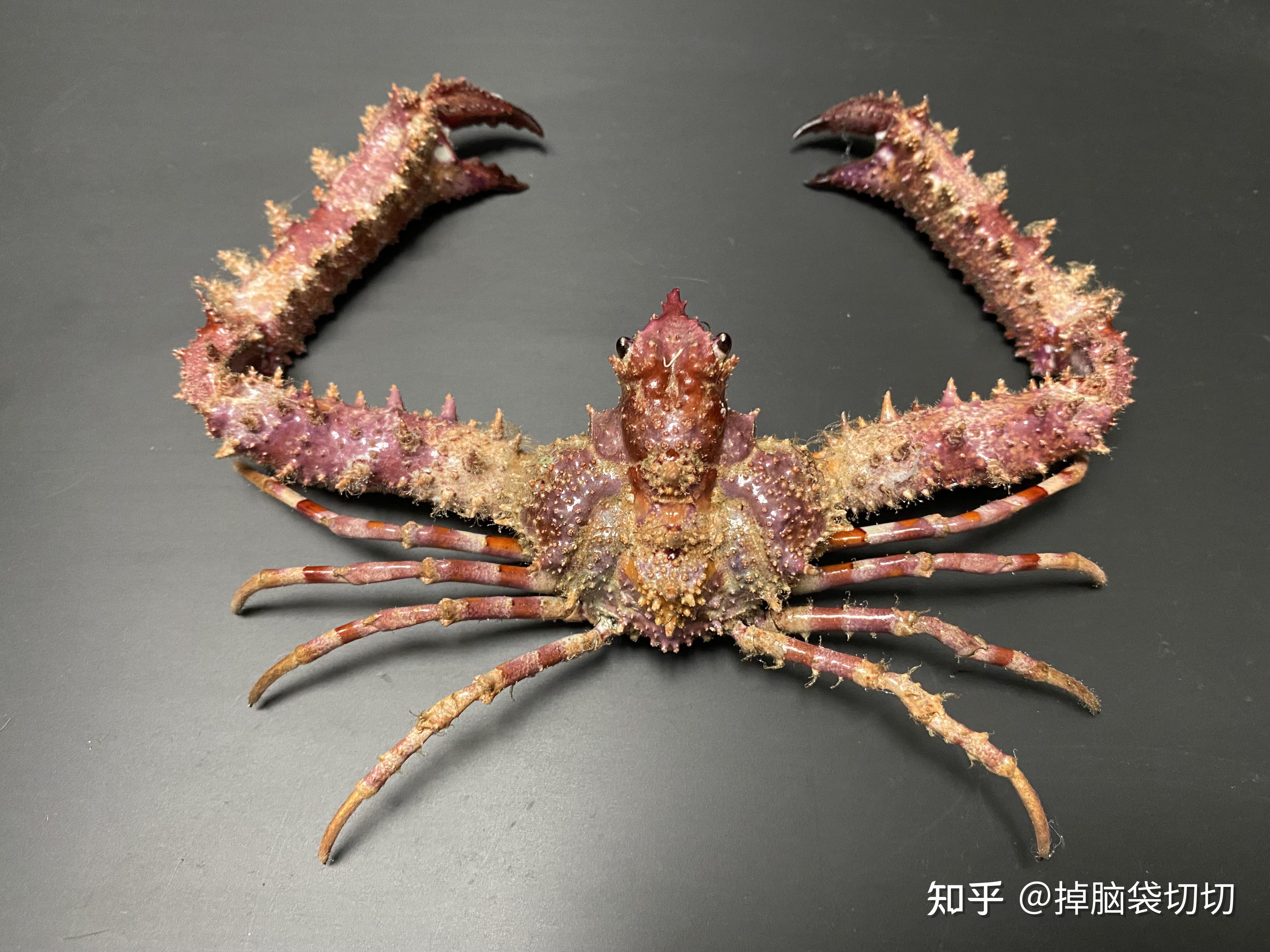 螃蟹标本图鉴:逆束颈紧握蟹