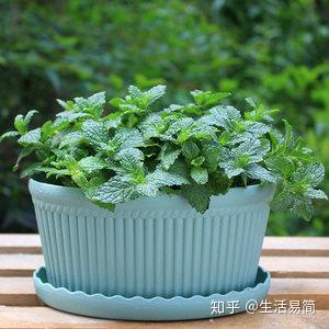 盆栽薄荷种起来 一盆轻松变十盆 还有大用处 知乎