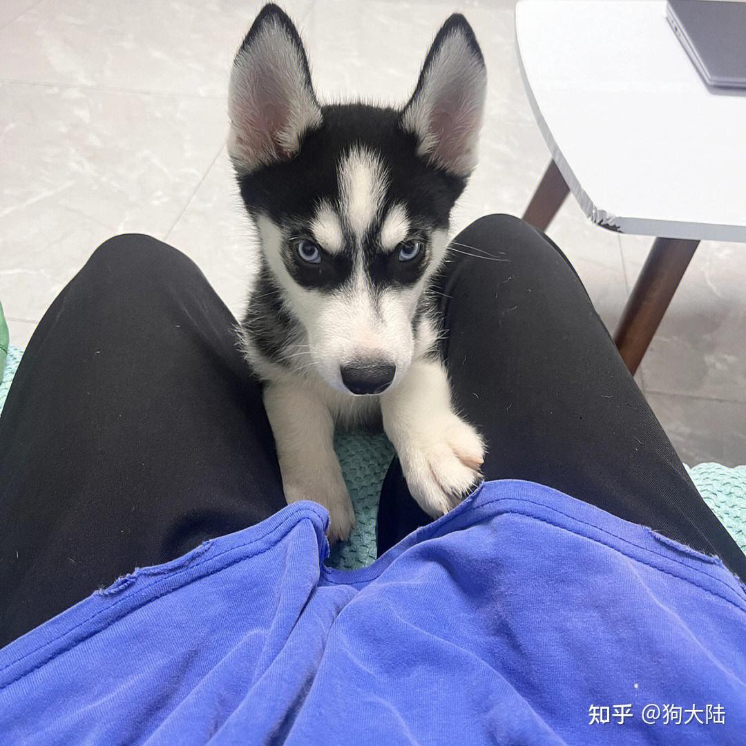 狗狗"闻你裤裆",不是色色,而是这些原因 - 知乎