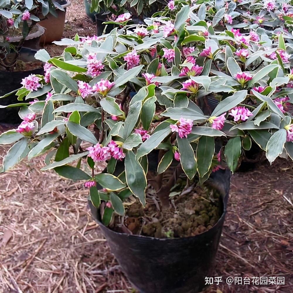 好好的金边瑞香被你养的七零八落4个重点做好一树瑞香花