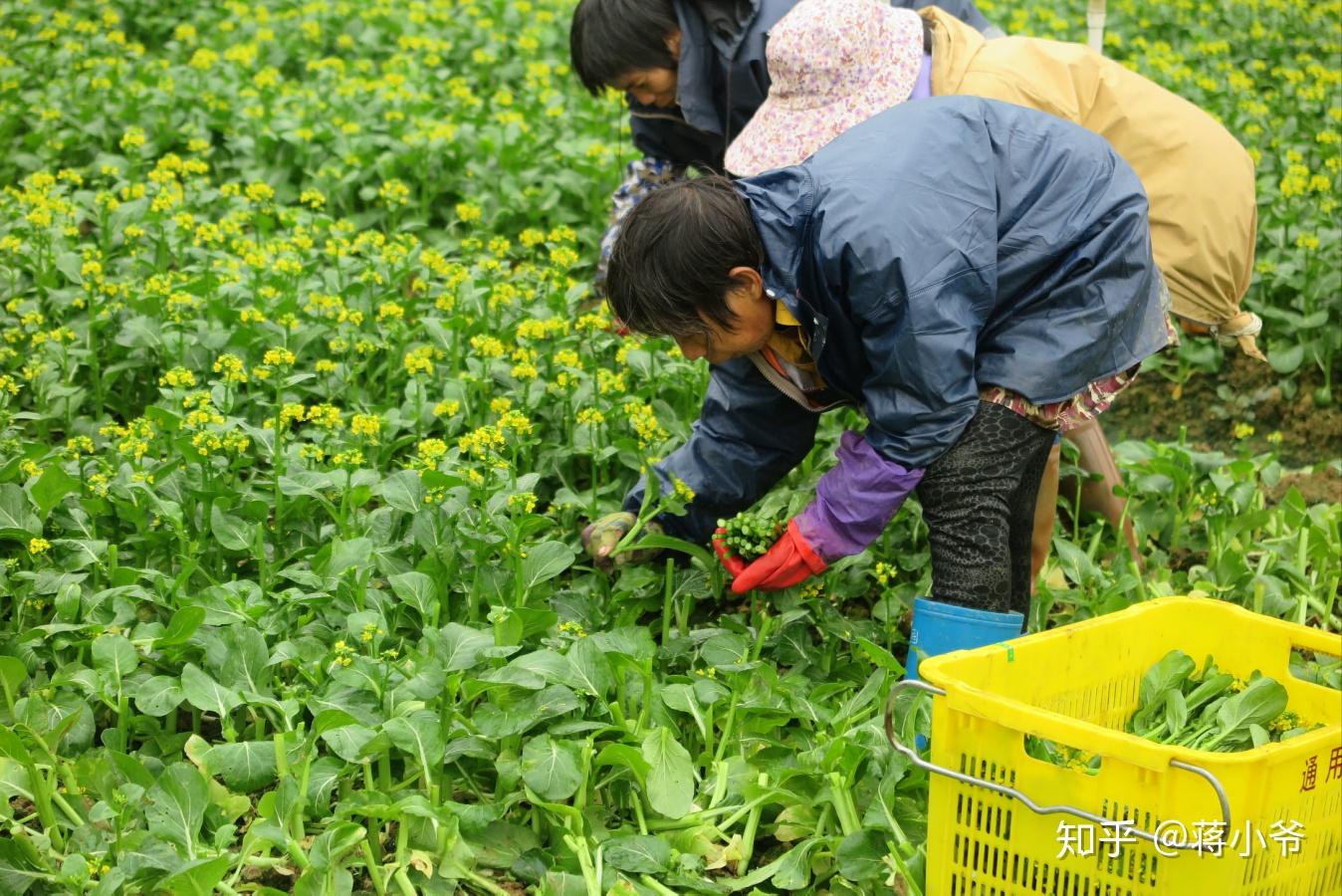 科学种养技术先行大水庄园游记