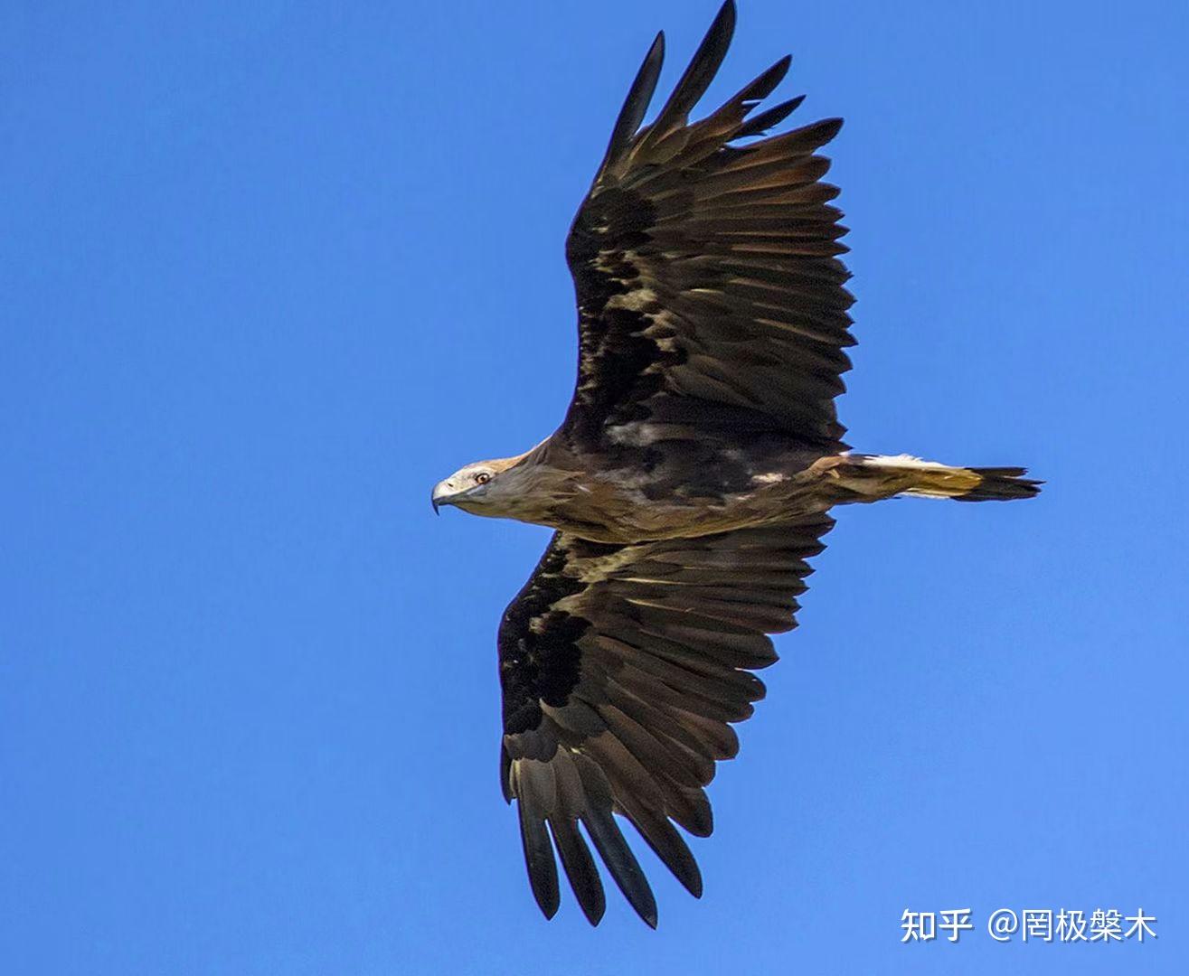 帕米尔雄鹰—塔吉克族鹰文化