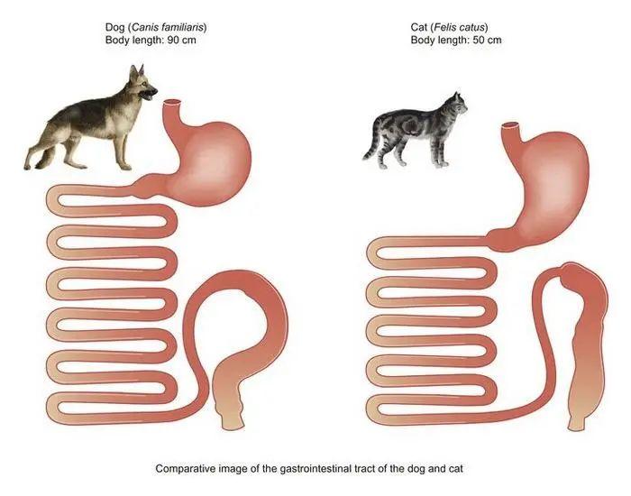 犬猫消化系统到底有何不同?