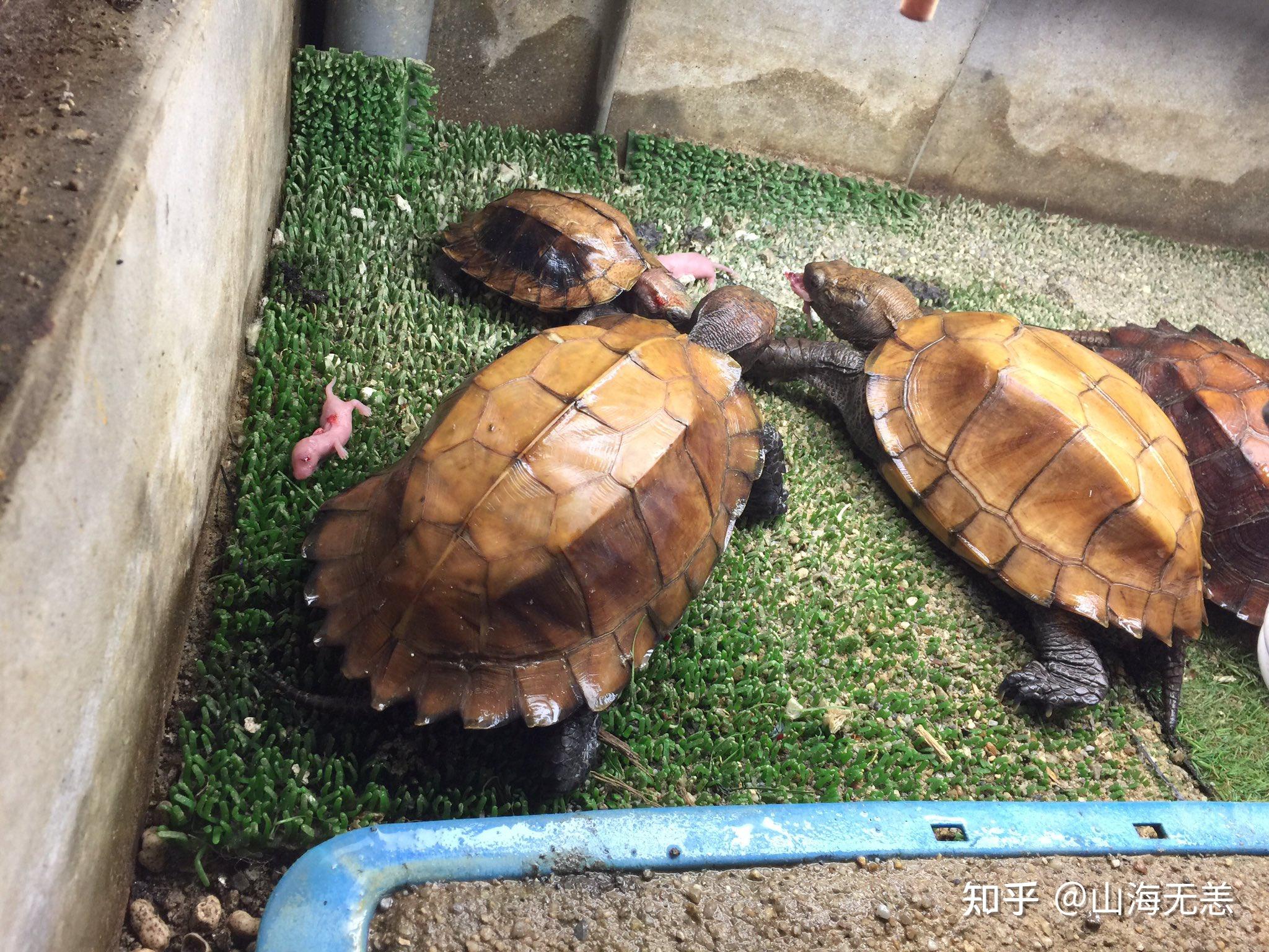 有需要帮助的龟友可以咨询我