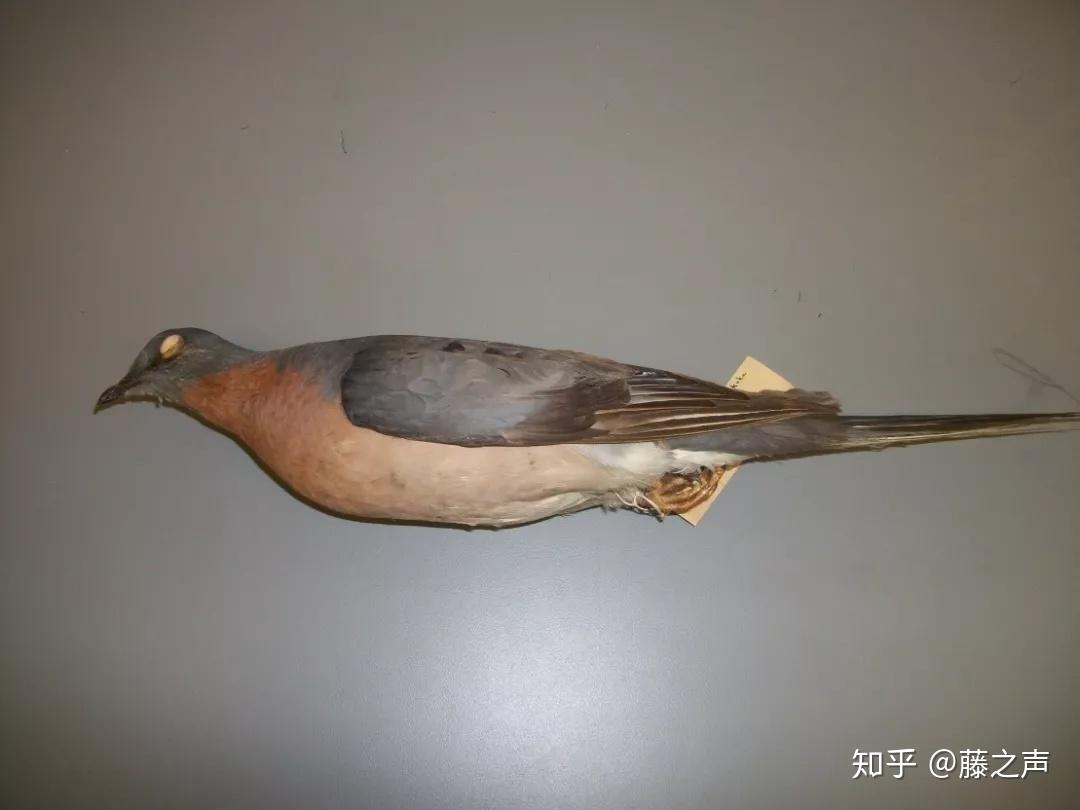 复活灭绝生物人类成为上帝