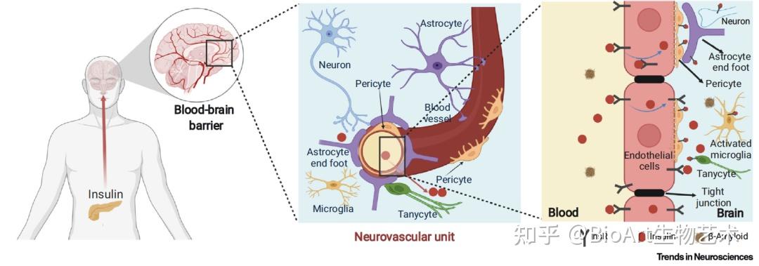 胰岛素信号通路对大脑血管内皮系统(主要为神经血管单元)的调控一直