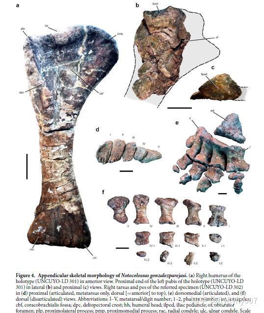 部分巨大的蜥脚类恐龙
