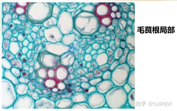 【植物学】【生物竞赛】根的初生结构 - 知乎