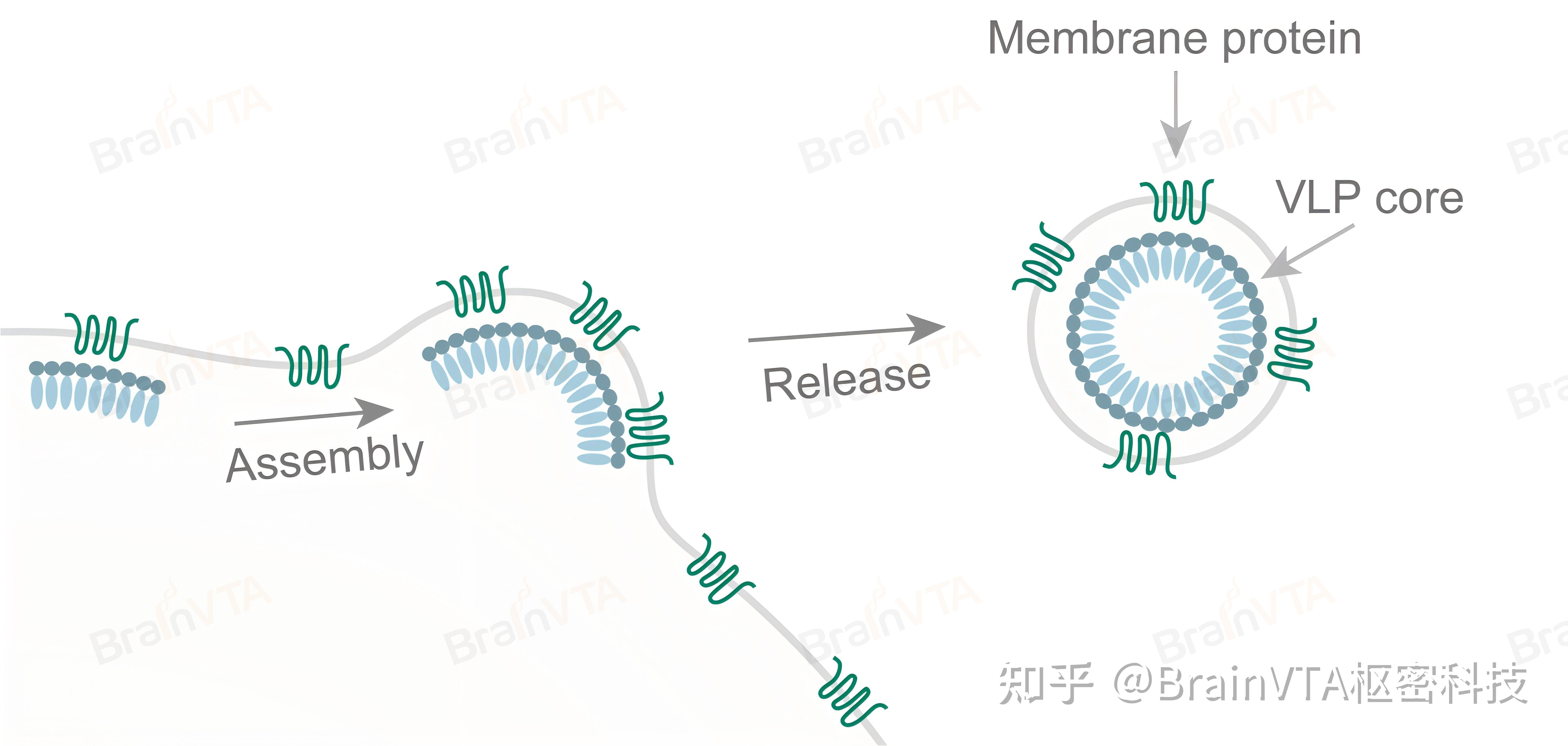 【蛋白及VLP服务】多次跨膜蛋白VLP制备 - 知乎