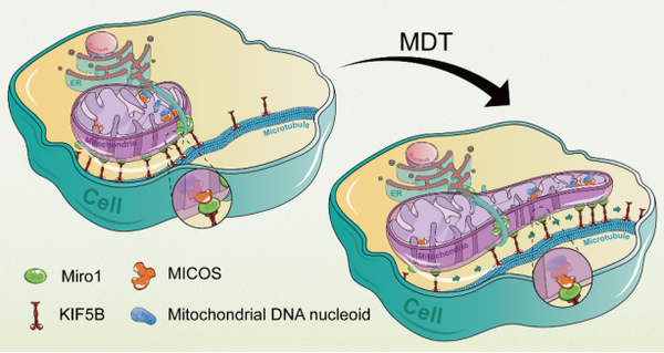 成百上千個線粒體dna(mtdna)以擬核(nucleoids)的形式均勻分佈在線粒