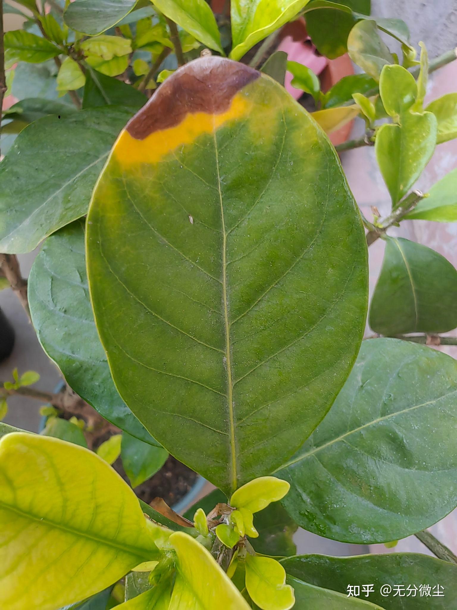 给你的栀子花黄叶叶挂个急诊吧 - 知乎