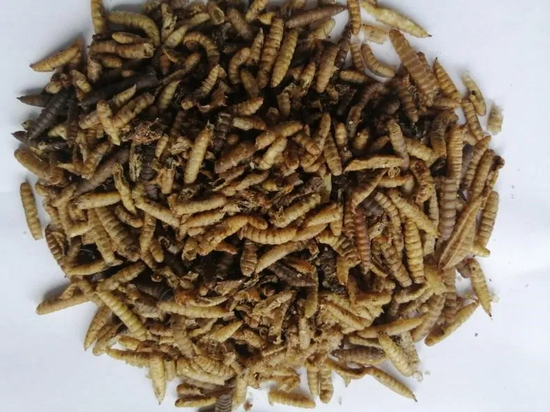 五,黑水虻幼虫粉有很好的适口性