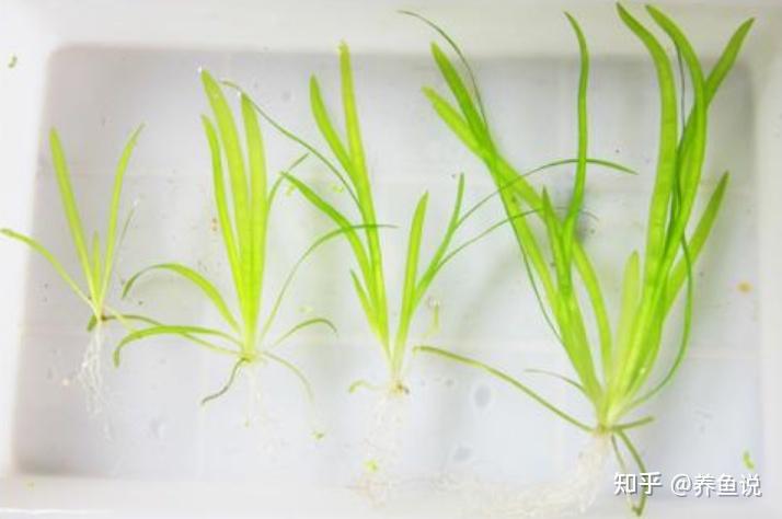 养鱼新手闭着眼也能养活的水草,给大家列了5种,第1种养不死的 - 知乎