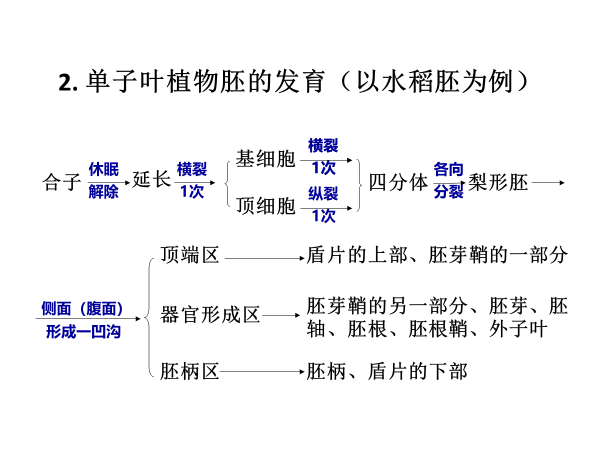 植物学期末复习植物生理部分(光合不全) - 知乎
