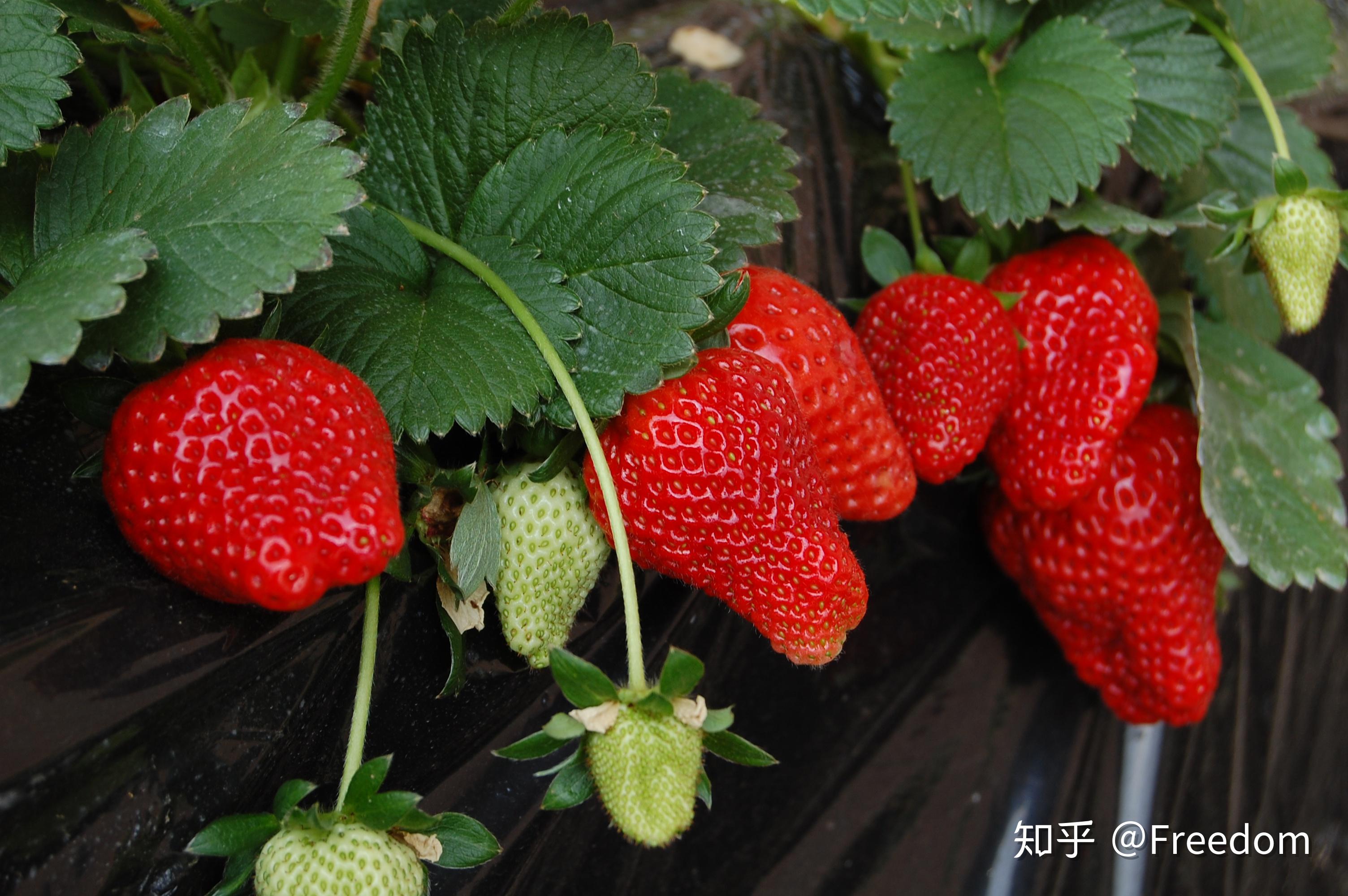 奉天承芸草莓图片