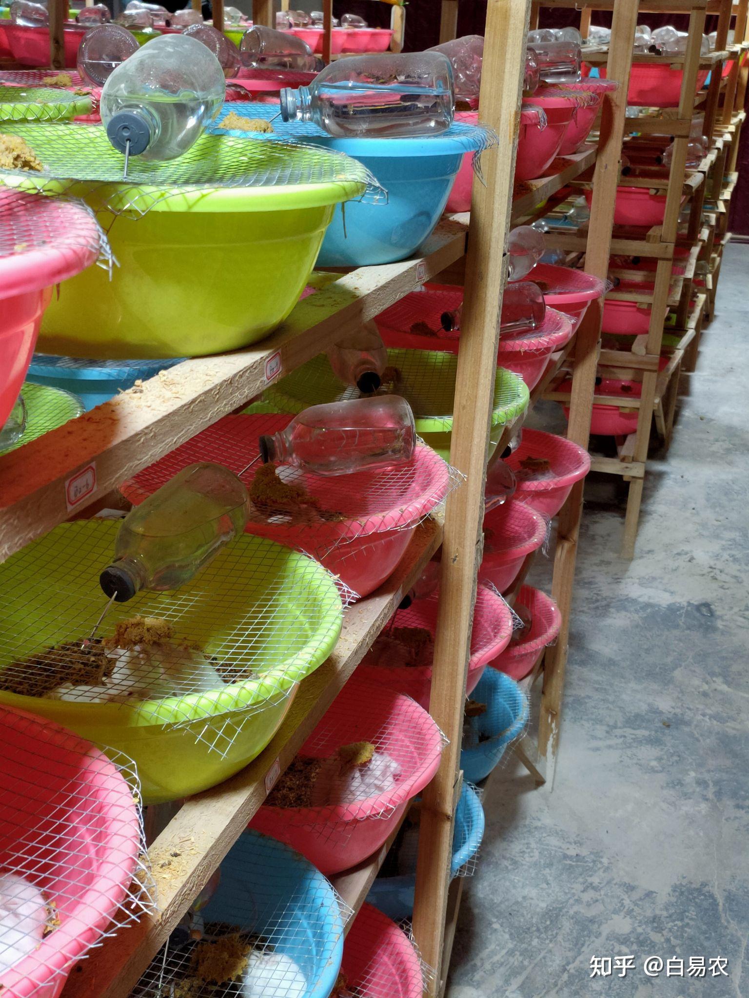 小白鼠养殖那家好?白易农富小鼠小白鼠养殖