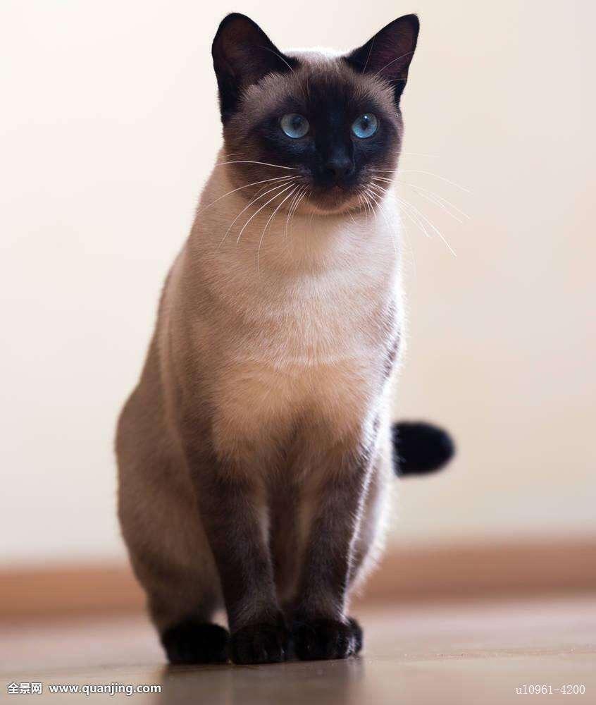 比格沃斯先生是暹罗猫还是伯曼猫