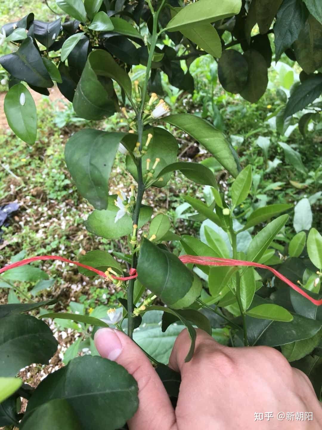 天然芸苔素胜收:保花保果选“胜收”,金秋“美不胜收” - 知乎