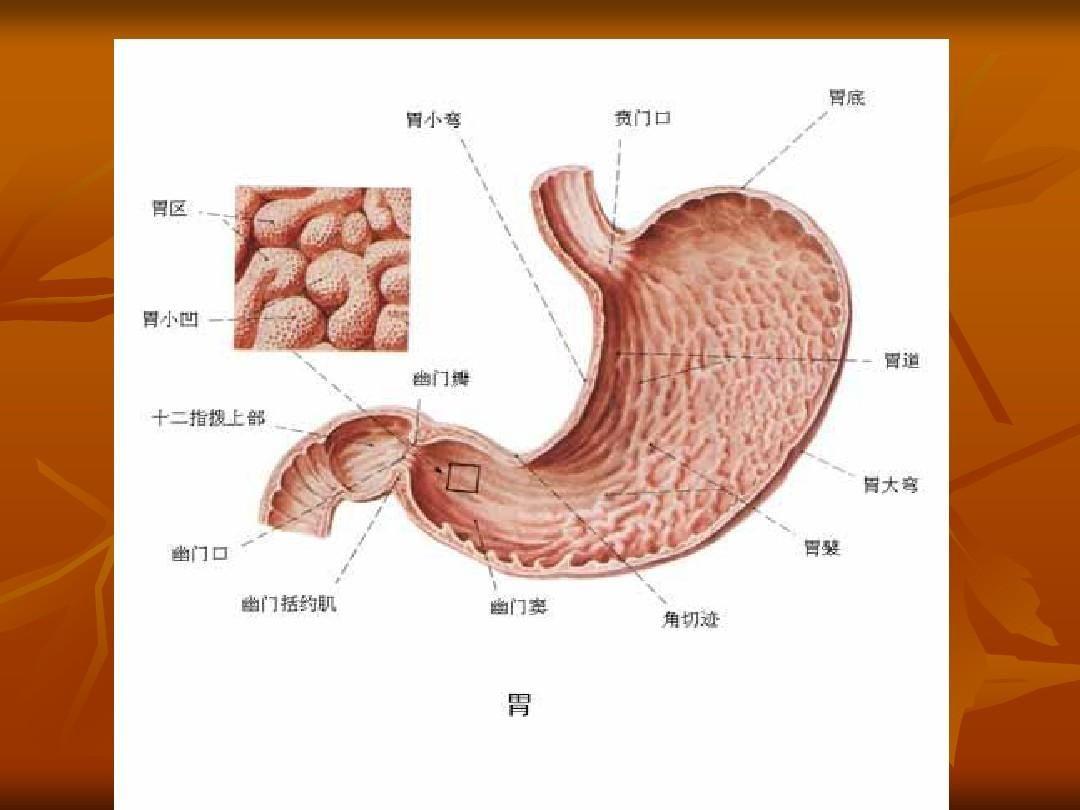 局部解剖学 腹部
