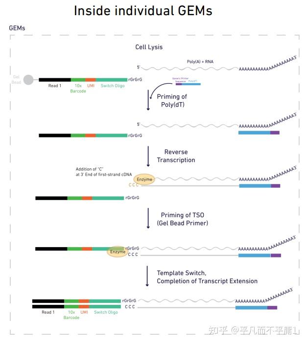 10x-genomics-3-v2-v-d-j