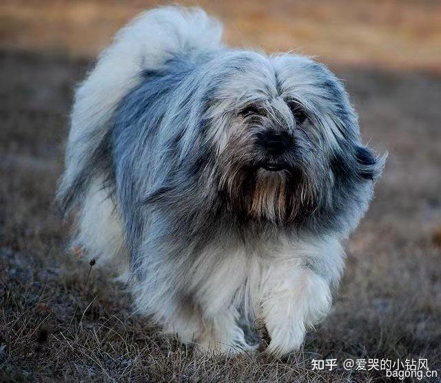 西藏狮子犬Tibetan Spaniel - 知乎