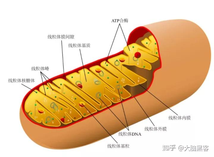 v2-75a1825f79dc95326ab3d12f4e86dd56_r.jpg