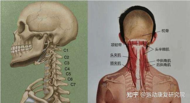 第六颈椎横突示意图图片