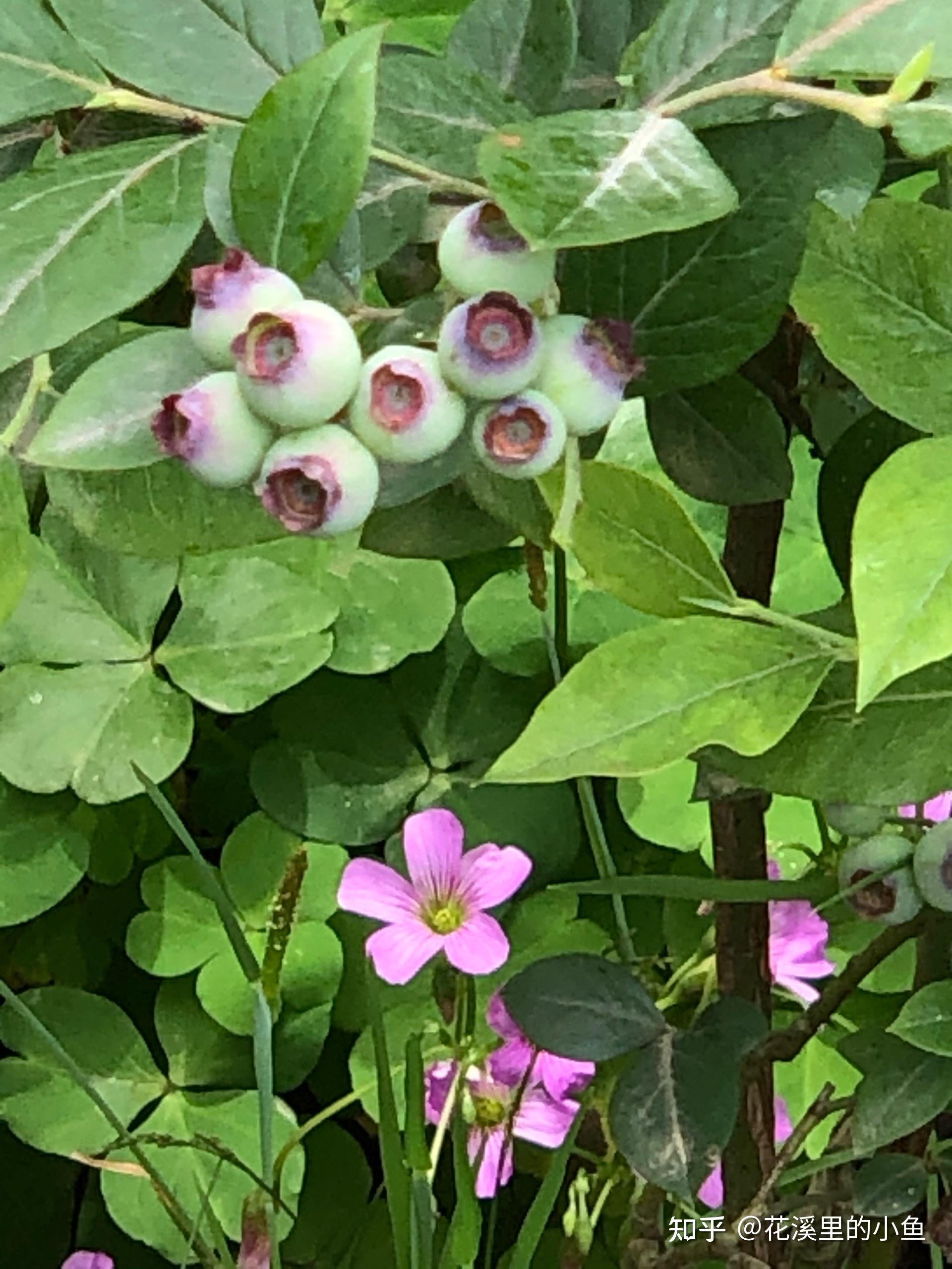 花溪摄影开花结果