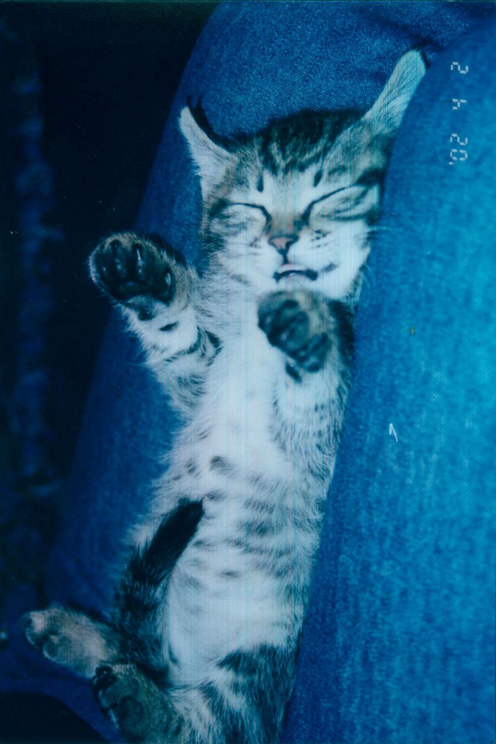 猫某某 之 流浪的贵族
