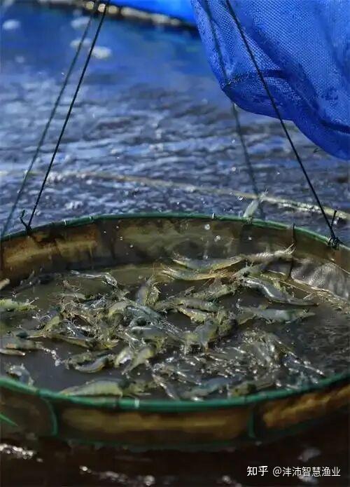 南美白对虾肌肉白浊防控全攻略:从原因到应对的实战指南 - 知乎