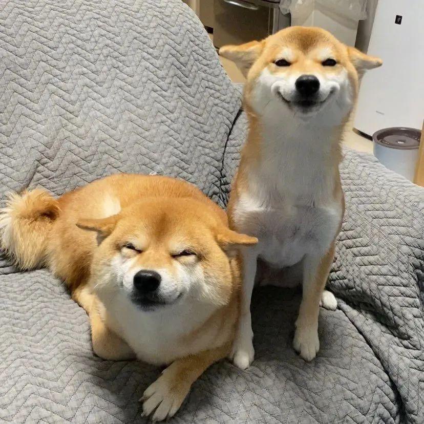 飞机耳会传染!网友家两只柴犬居然都会做