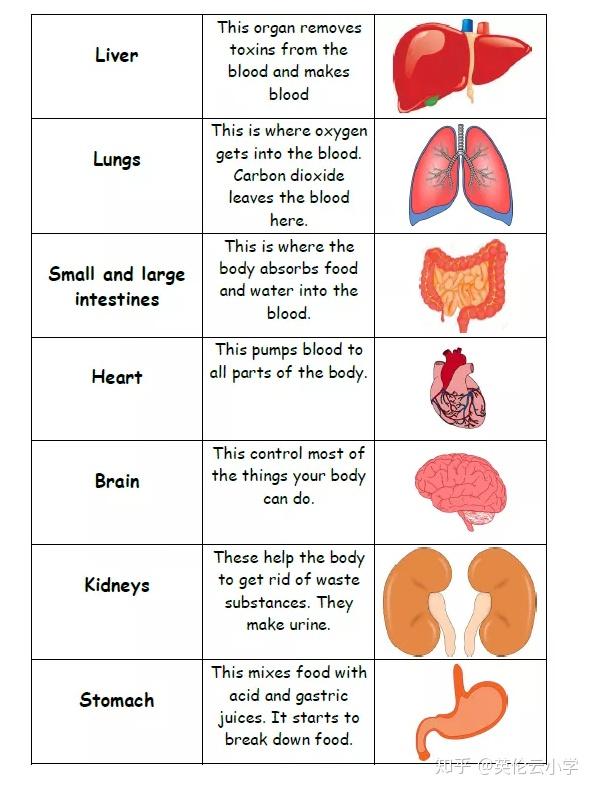 学习身体器官的英文还是很重要的