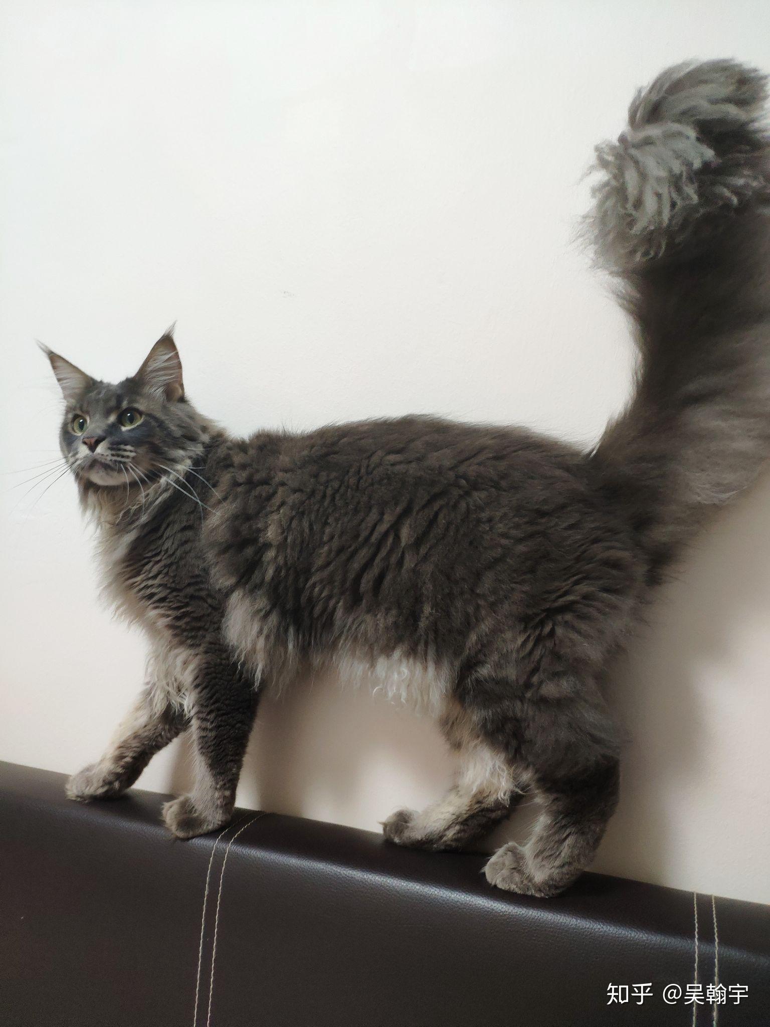 缅因猫总是喜欢咬人怎么办?