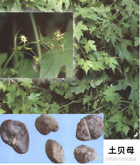 土贝母种植效益图片