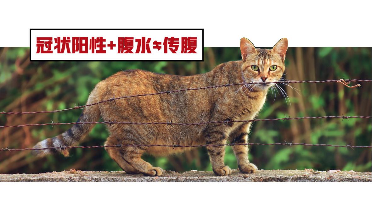 你或许想知道的，猫咪腹水那些事儿- 知乎