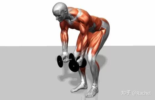 史上最全健身3D动图! - 知乎