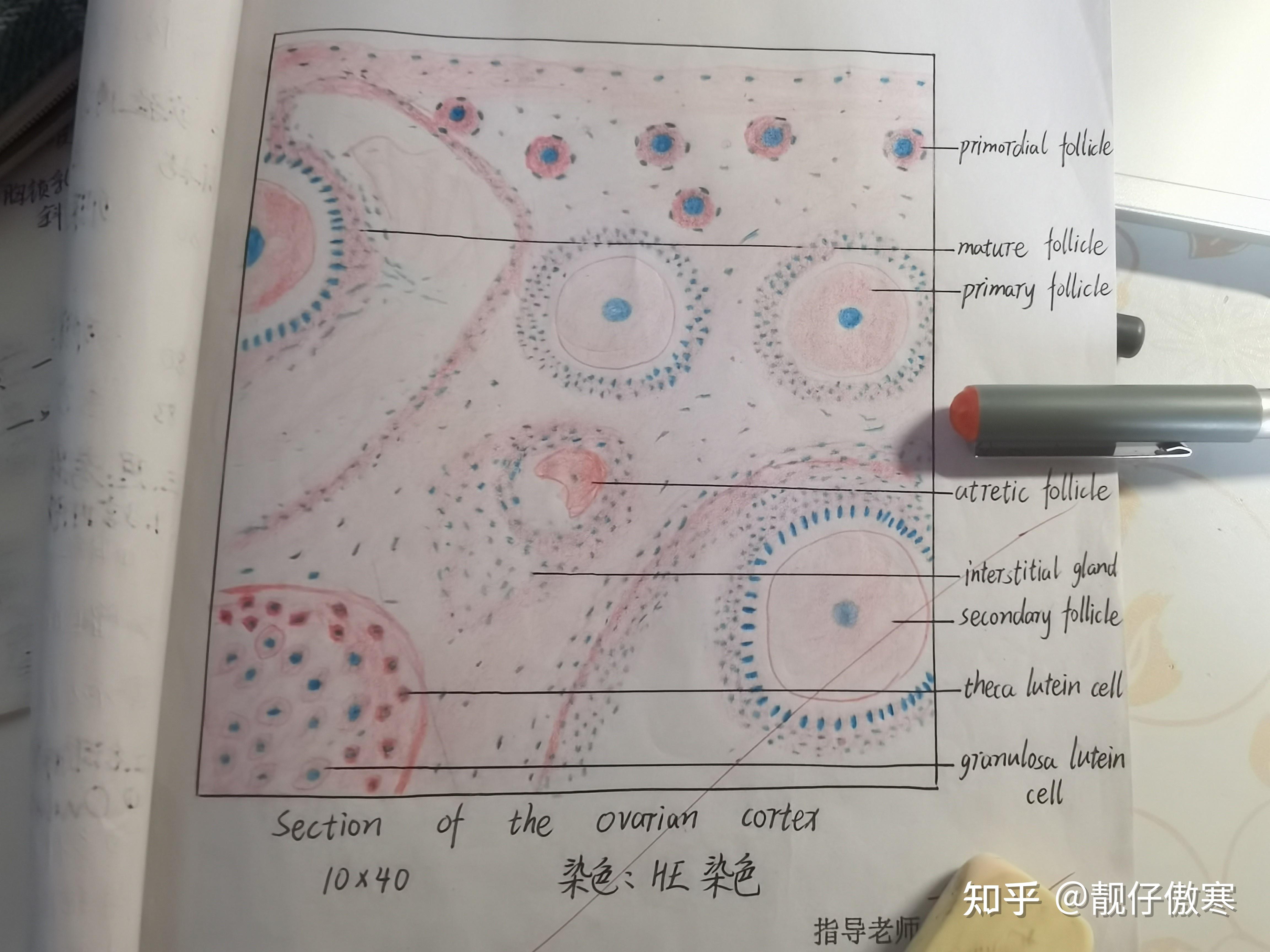 卵巢组胚红蓝铅笔绘图图片