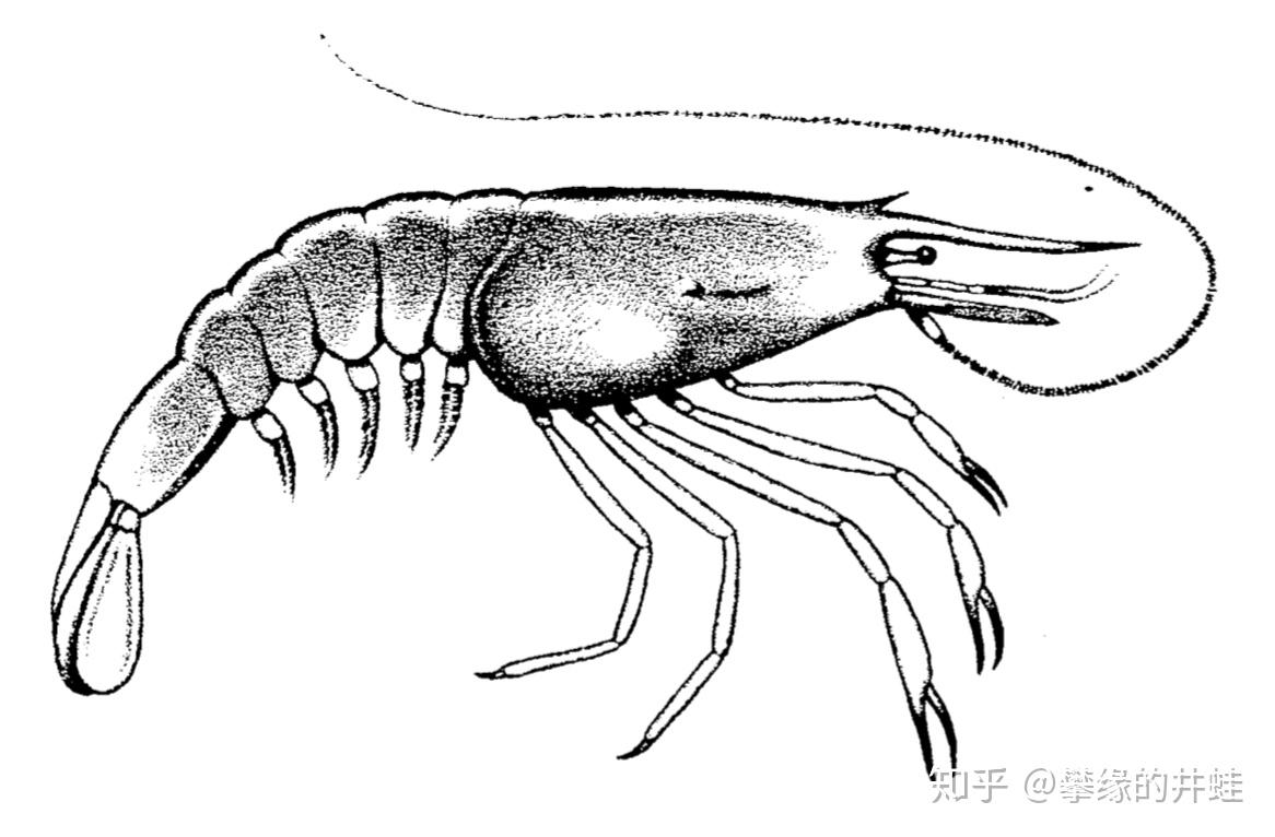 二叠纪生物简笔画图片