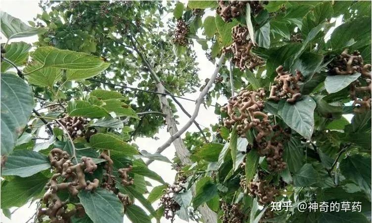 中药材：枳椇子 - 知乎