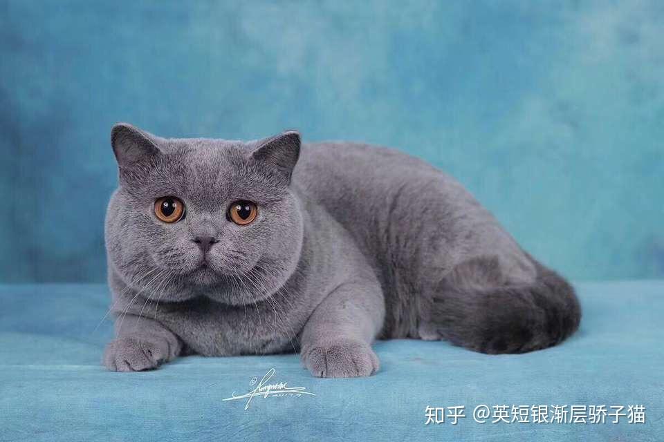 蓝猫的优缺点英短 v2-75e1f2d8b866e03e4480e493b05a0722_r.jpg