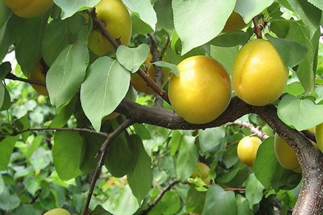 杏树怎么管理能高产 杏子膨果坐果叶面肥用什么好 杏子保花保果膨果坐果用金泰靓 知乎
