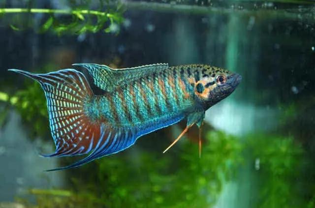 你知道中国斗鱼吗我国原生鱼颜值担当目前却