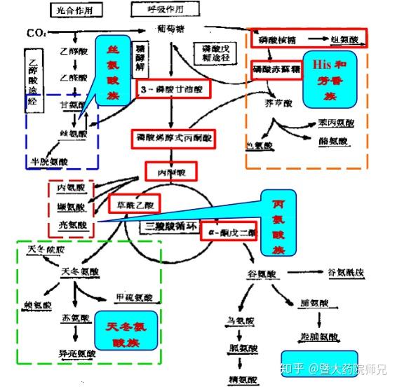 氨基酸合成图片