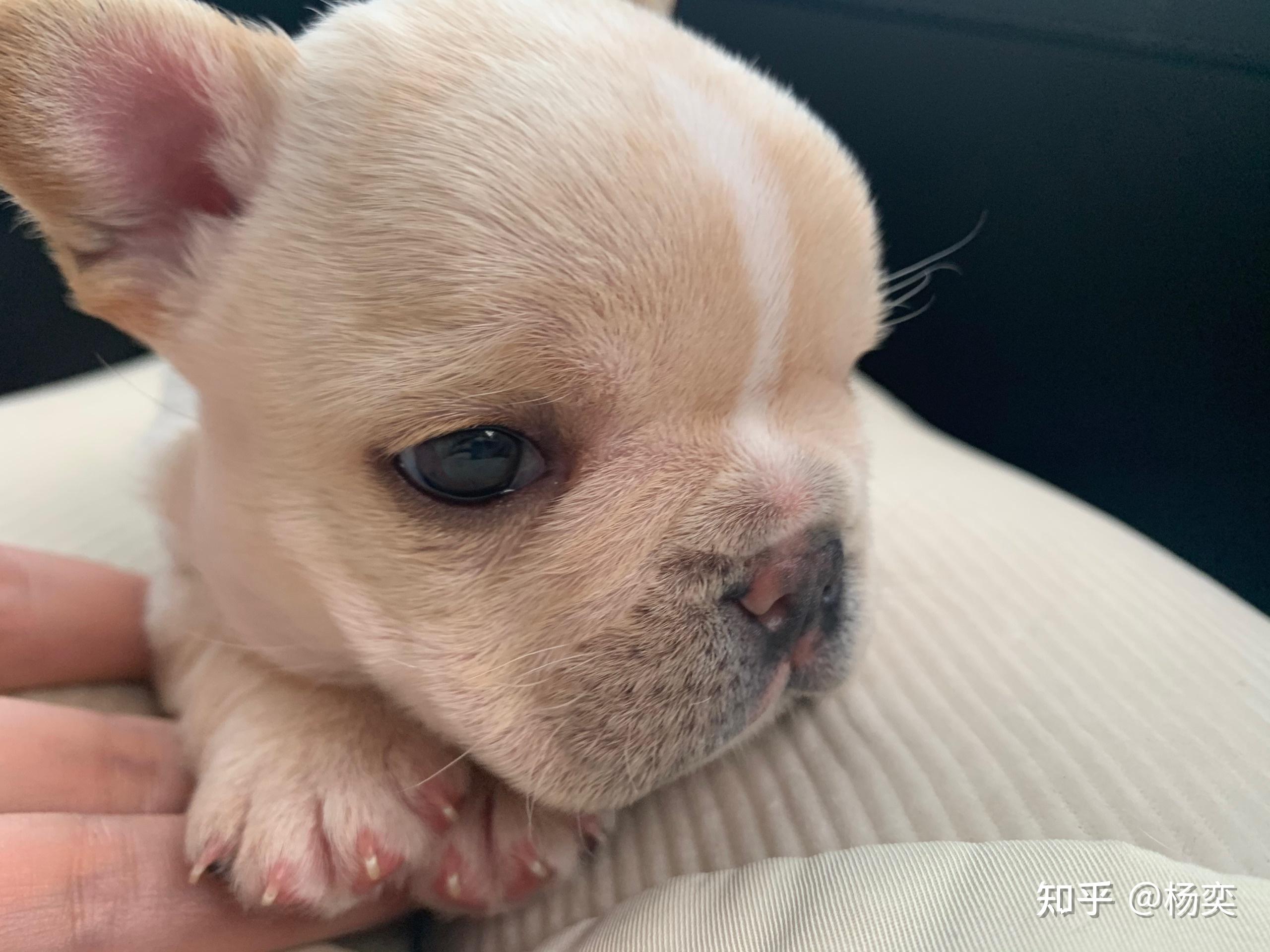 自家法斗宝宝出售