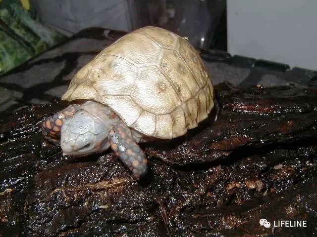 龜友來稿紅腿陸龜的飼養從入門到繁殖下