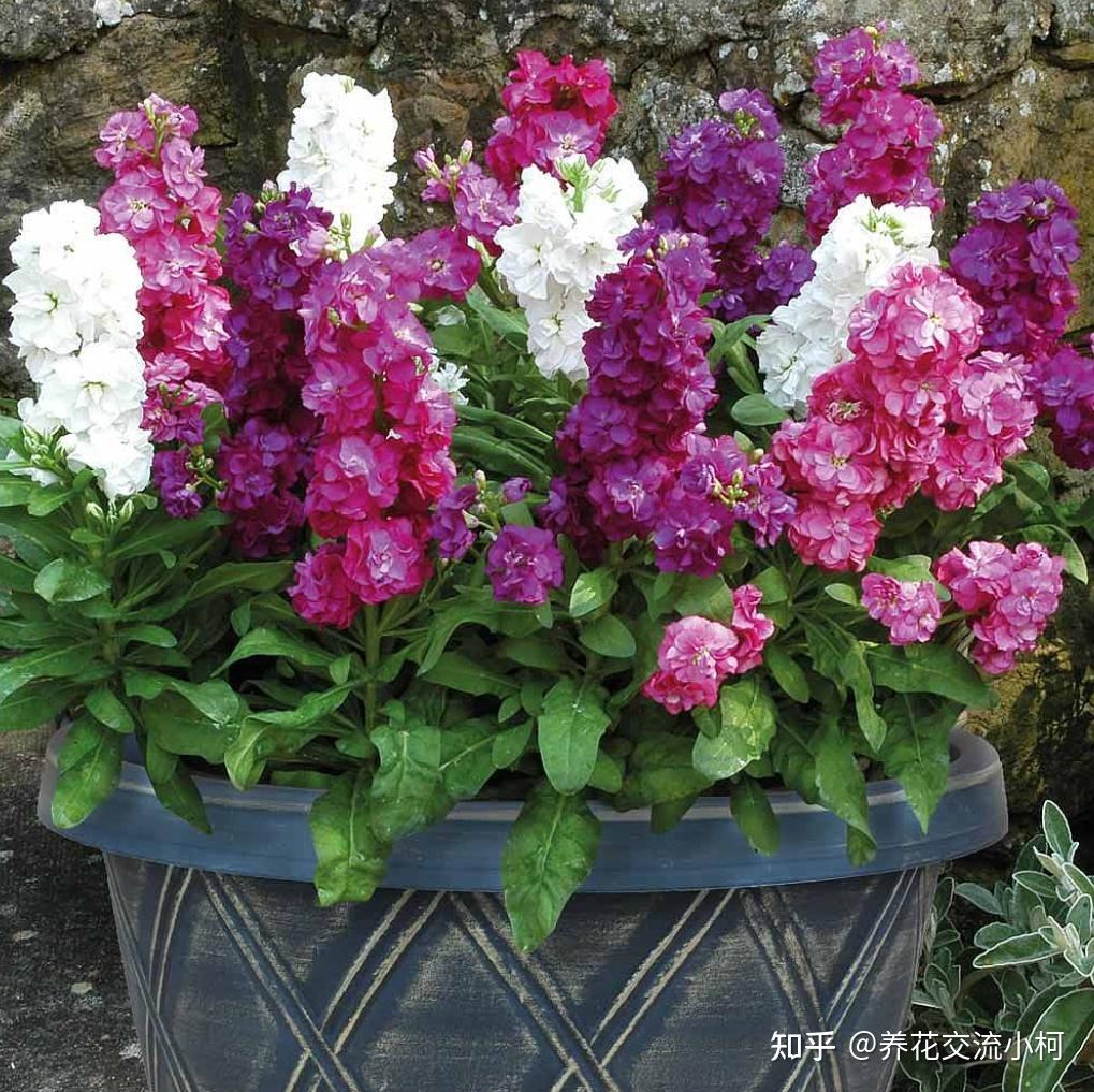 盆栽紫罗兰花朵可开小半年，这个冬春时节阳台不可少的小草花- 知乎