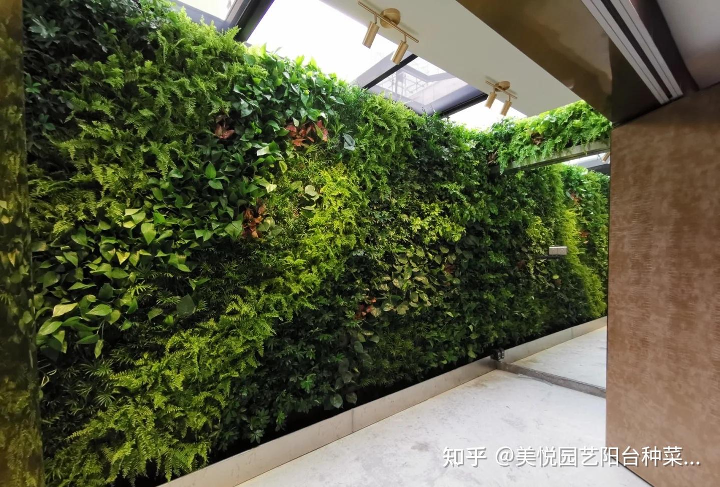 家里的天然氧吧~活体绿植墙 - 知乎