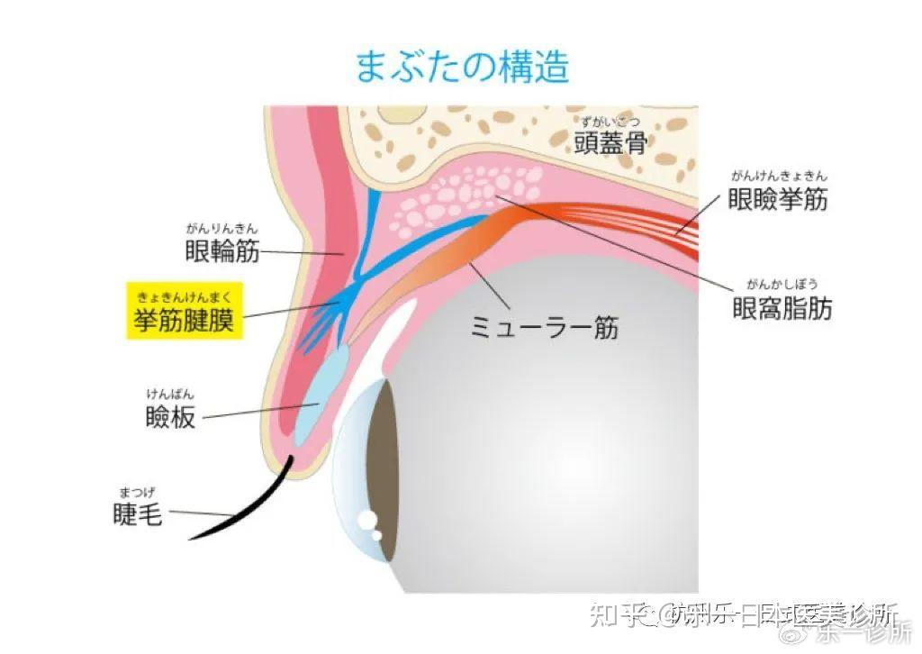 提颧肌示意图图片