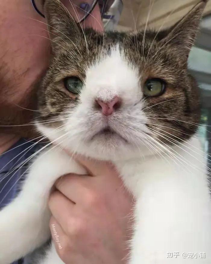你见过最丑的猫有多丑？非常丑！ - 知乎